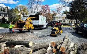 Best Tree and Shrub Care  in New Milford, NJ