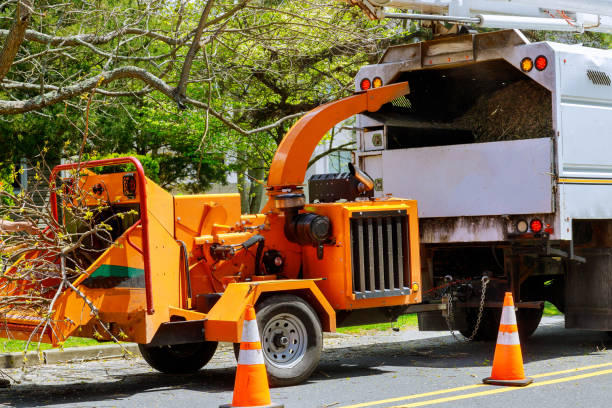 Best Storm Damage Tree Cleanup  in New Milford, NJ