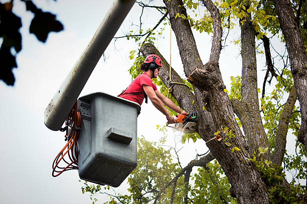 Best Commercial Tree Services  in New Milford, NJ