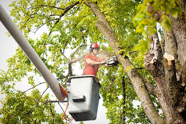 Reliable New Milford, NJ Tree Services Solutions